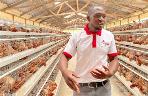 chicken prices in kenya